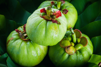 Garcinia Cambogia - The Predators