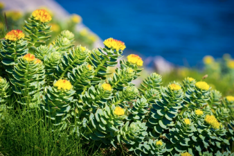 Rhodiola Rosea