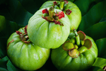 Garcinia Cambogia