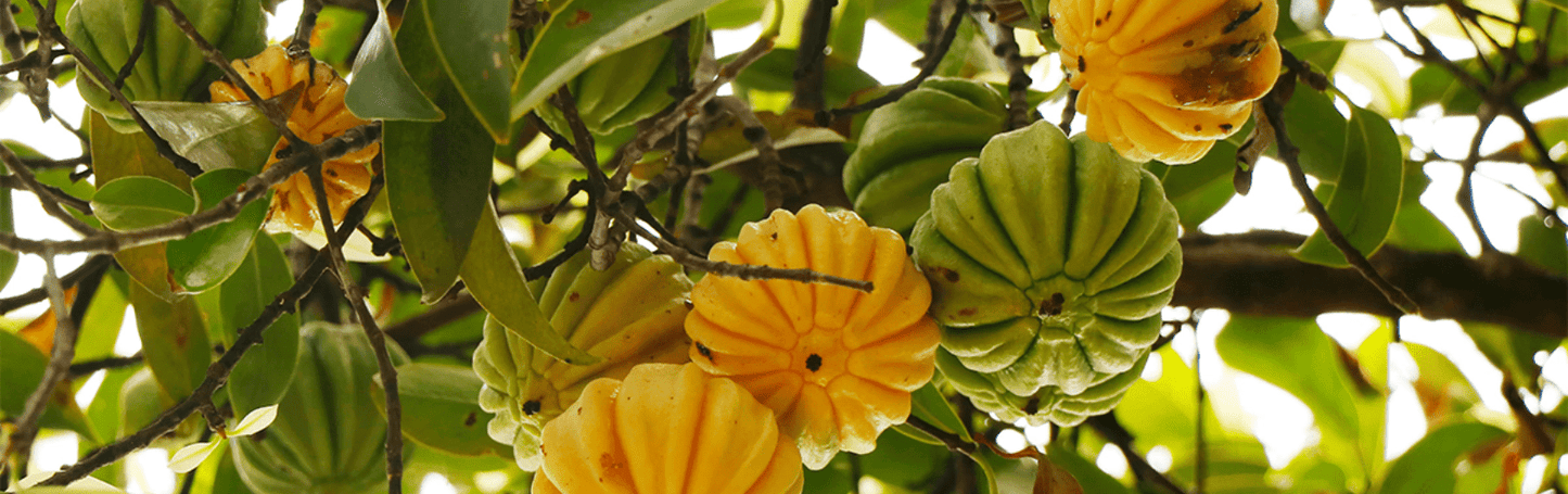 Garcinia Cambogia - The Predators