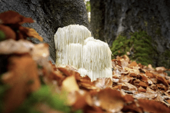 Lions Mane - The Predators