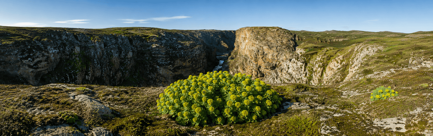 Rhodiola Rosea - The Predators