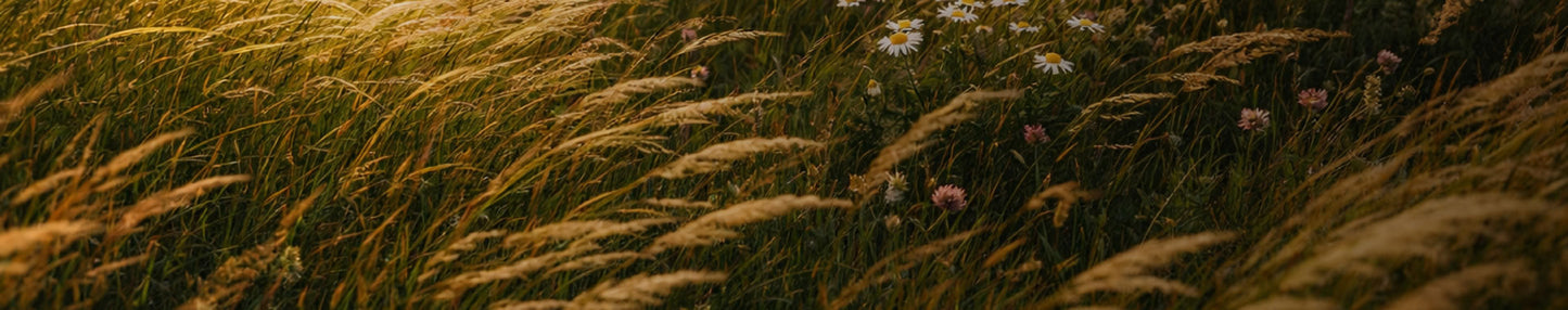 Active Vitality - The Predators