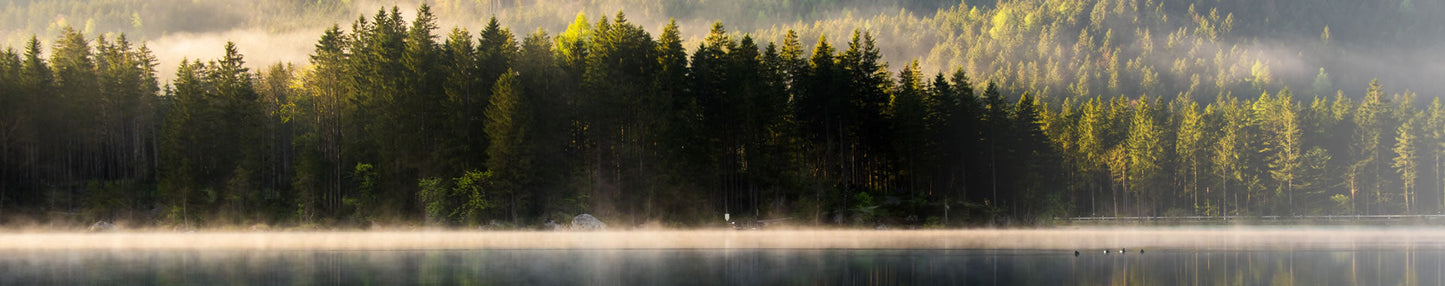 Mental Balance - The Predators