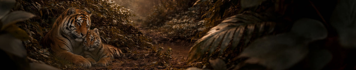 Recover - The Predators